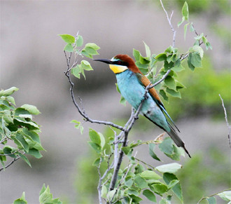 …wWith color provided by European Bee-eaters…